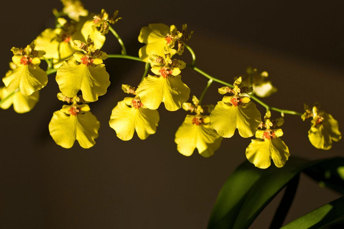 Oncidium (dancing lady orchid) .png